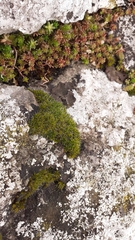 Syntrichia montana