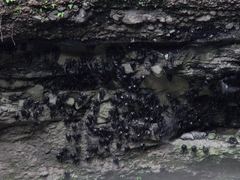 Streptoprocne semicollaris