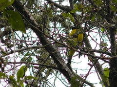 Coccothraustes abeillei