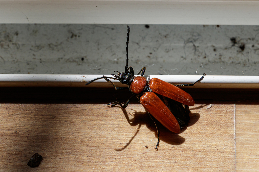 Stictoleptura fontenayi
