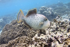 Pseudobalistes flavimarginatus