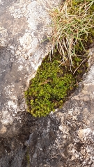 Encalypta streptocarpa