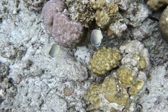 Chaetodon guttatissimus