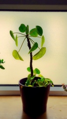 Pilea peperomioides