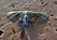 Idaea scintillularia