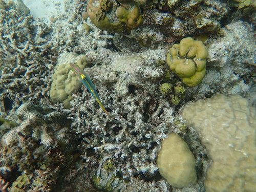 Halichoeres hortulanus