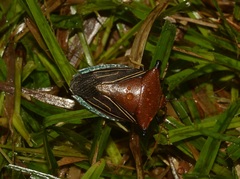 Peromatus