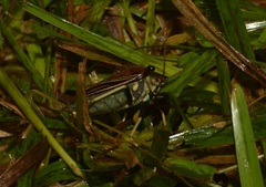 Peromatus