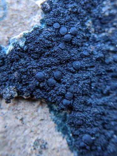Blackthread Lichen