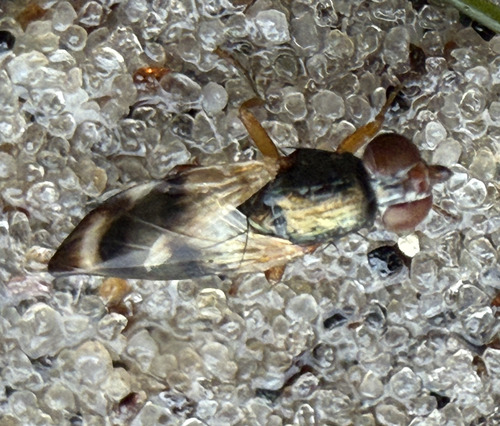 Unknown species found near Anne Arundel County, MD, USA