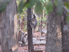Semnopithecus hypoleucos