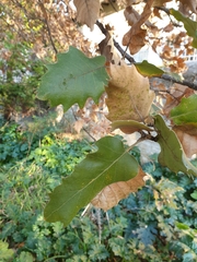 Quercus