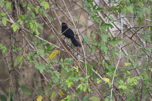 Cacique Piquiclaro (Amblycercus holosericeus)