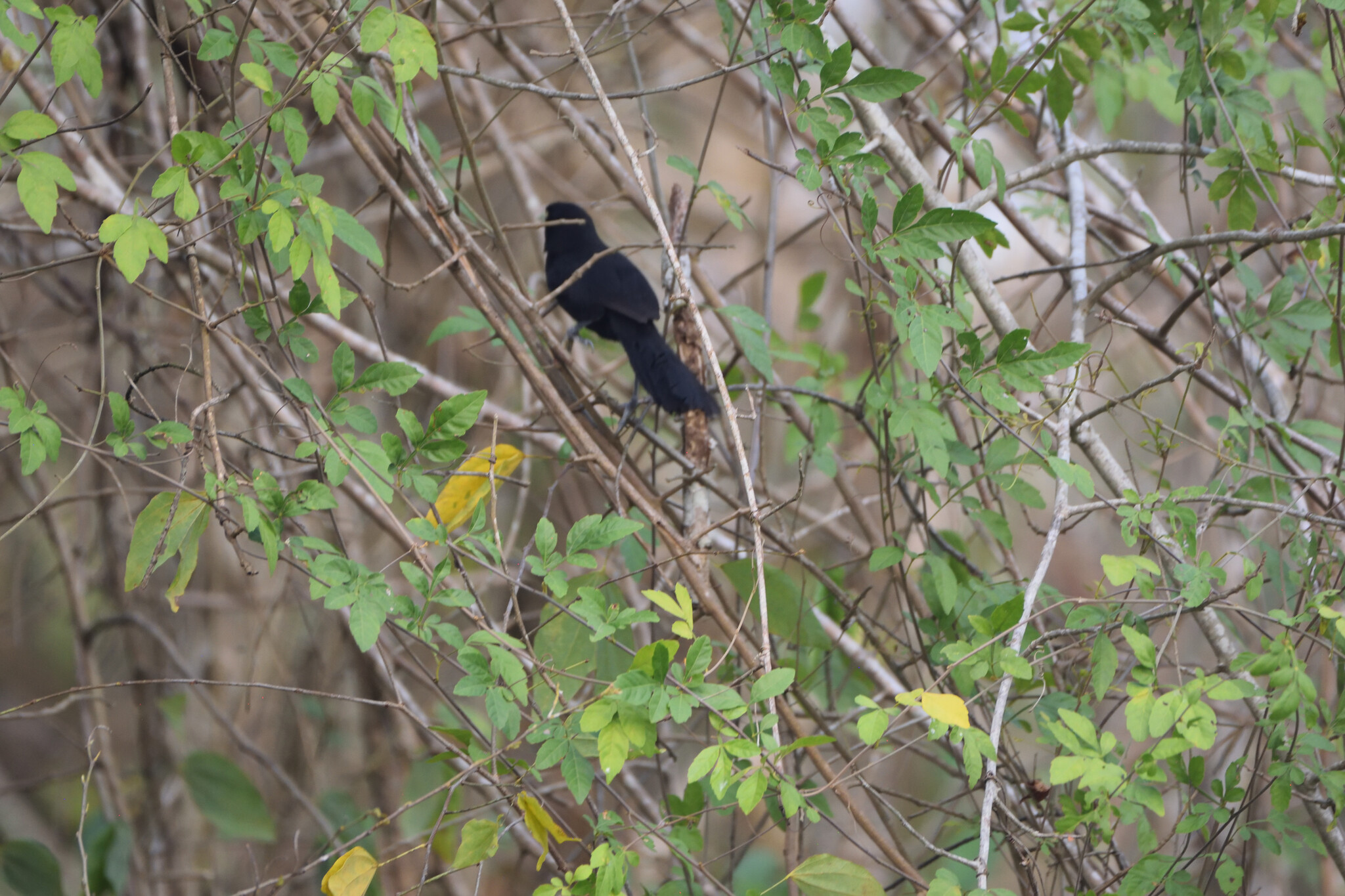 Yellow-billed Cacique illustration