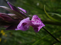 Dactylorhiza maculata