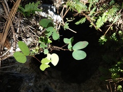 Bauhinia lunarioides