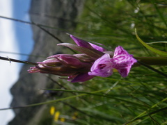 Dactylorhiza maculata