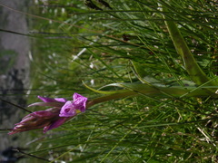 Dactylorhiza maculata