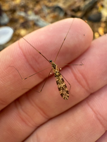 Unknown species found near Sandwich, MA, US