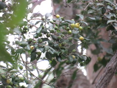 Psidium sartorianum