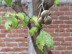 Tabernaemontana tomentosa