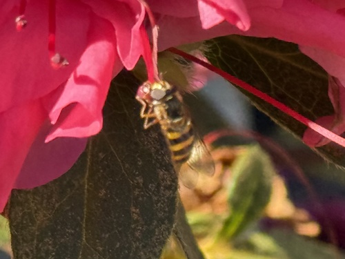 Unknown species found near Chattahoochee St, Helen, GA, US