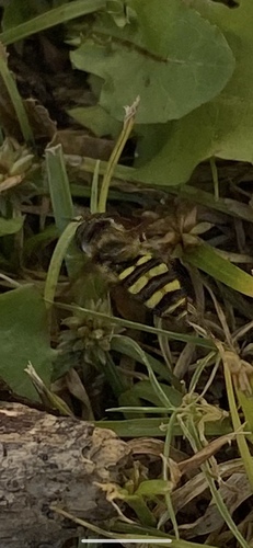 Unknown species found near Long Island, Northport, NY, US