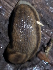 Arion fasciatus