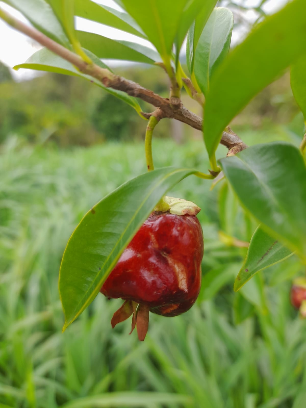 Eugenia involucrata