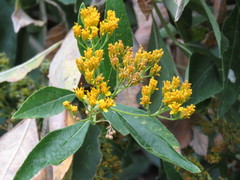 Verbesina oligantha