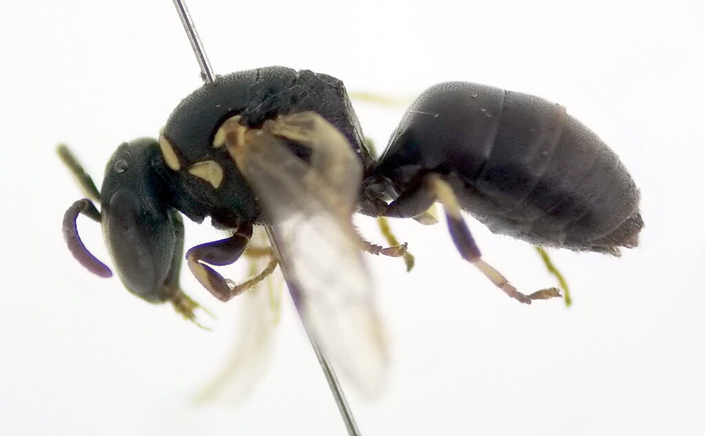 Hylaeus lineolatus