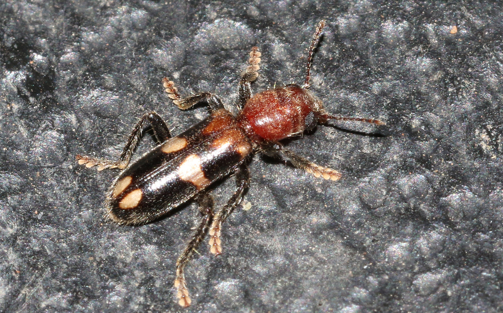 Orthrius cylindricus