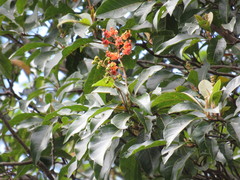 Byrsonima crassifolia