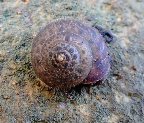 Ganula lanuginosa