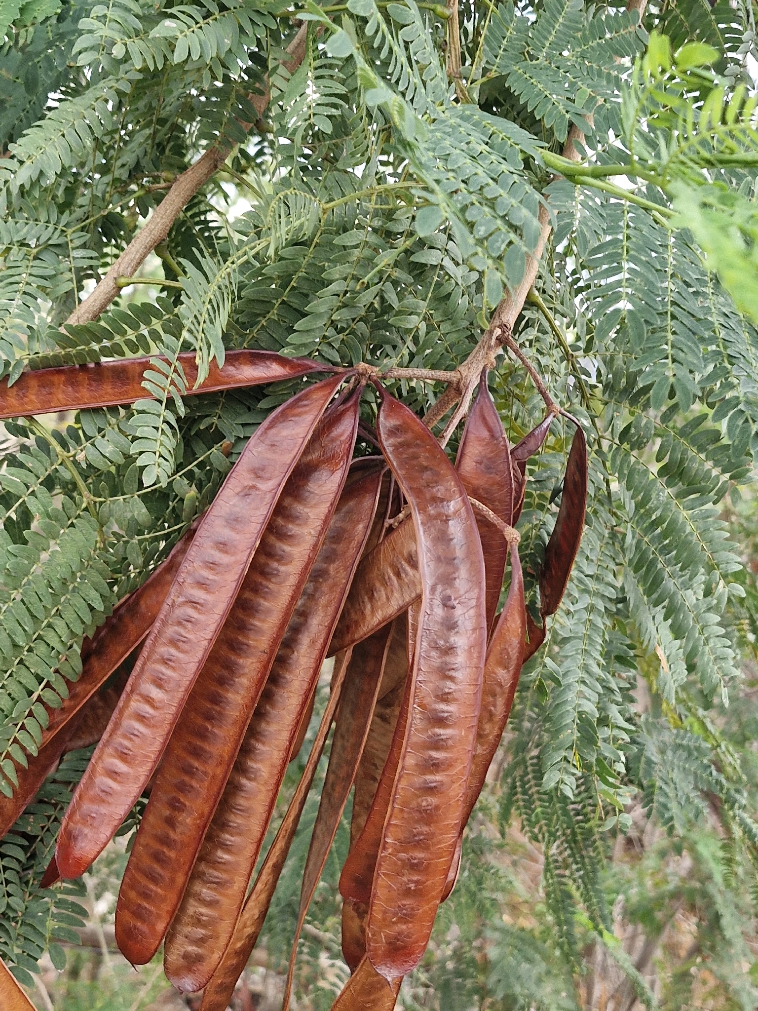 Leucaena leucocephala