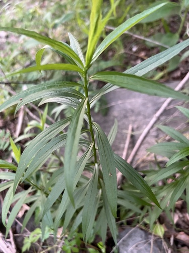 rock goldenrod (Solidago rupestris)