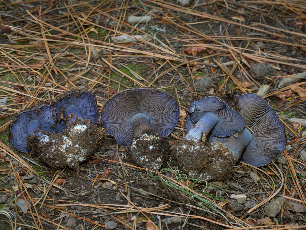 Phlegmacium calyptratum