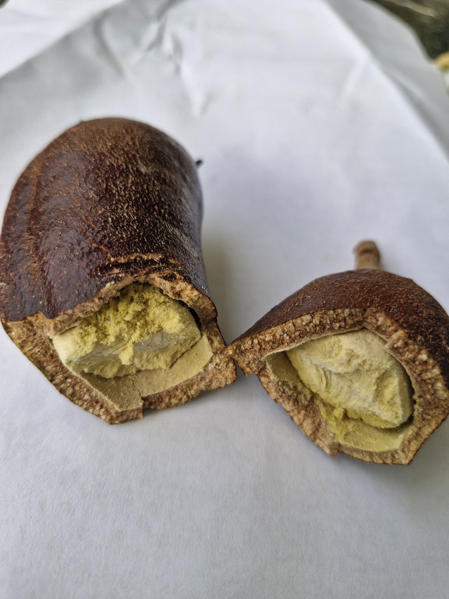 Hymenaea courbaril