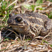 Pallas' Spadefoot Toad - Photo (c) Alexander Yakovlev, some rights reserved (CC BY-NC), uploaded by Alexander Yakovlev