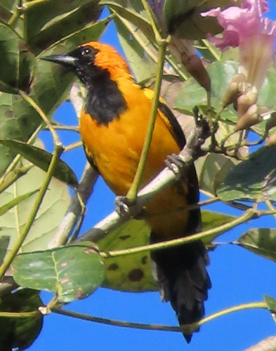 Orange-crowned Oriole (Icterus auricapillus), photo 5