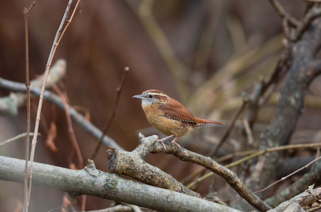 Carolina Wren from Eastwick, Philadelphia, PA, USA on December 27, 2019 ...