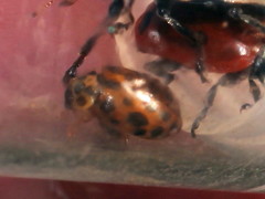 Anisosticta novemdecimpunctata