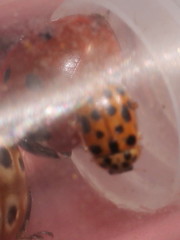 Anisosticta novemdecimpunctata