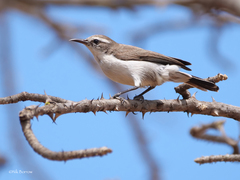 Anthreptes orientalis