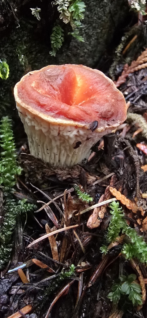 Turbinellus floccosus · October 2025 · photo: © leannestacy (iNaturalist, cc0)