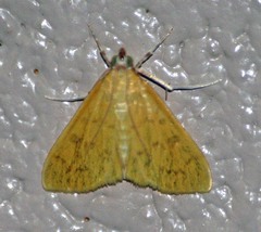 Loxomorpha flavidissimalis