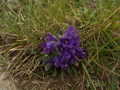 Campanula orbelica