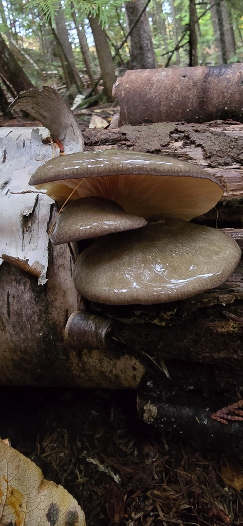 Sarcomyxa serotina · October 2025 · photo: © leannestacy (iNaturalist, cc0)