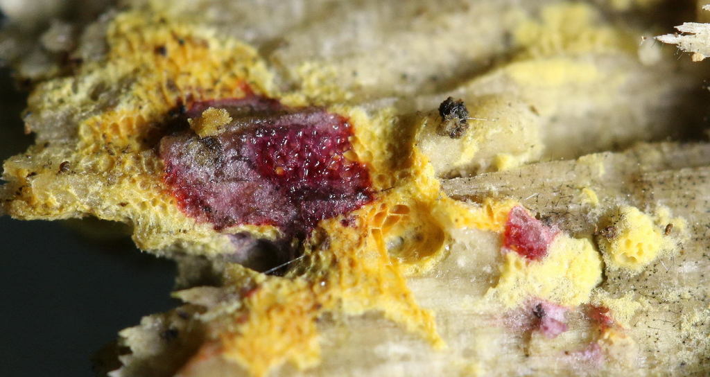 Ceriporia aurantiocarnescens