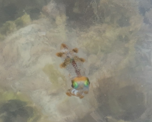 Sepioteuthis lessoniana